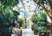 Why You Should Grow Indoor Plants this Spring indoor-plants